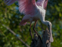 The roseate spoonbill's pink color derives from its diet. Its diet consists of the carotenoid pigment in shellfish, similar to the American...