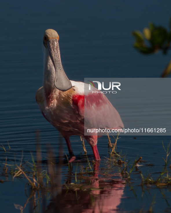 The roseate spoonbill's pink color derives from its diet. Its diet consists of the carotenoid pigment in shellfish, similar to the American...