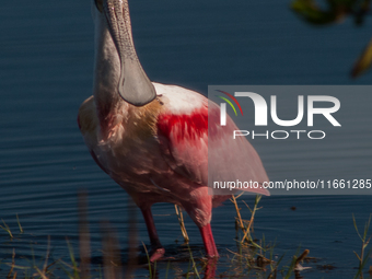 The roseate spoonbill's pink color derives from its diet. Its diet consists of the carotenoid pigment in shellfish, similar to the American...