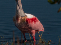 The roseate spoonbill's pink color derives from its diet. Its diet consists of the carotenoid pigment in shellfish, similar to the American...