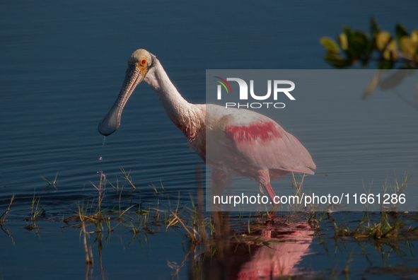 The roseate spoonbill's pink color derives from its diet. Its diet consists of the carotenoid pigment in shellfish, similar to the American...