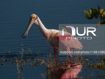 The roseate spoonbill's pink color derives from its diet. Its diet consists of the carotenoid pigment in shellfish, similar to the American...