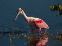 The roseate spoonbill's pink color derives from its diet. Its diet consists of the carotenoid pigment in shellfish, similar to the American...