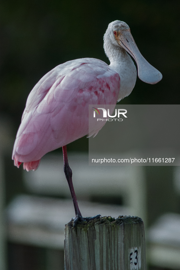 The roseate spoonbill's pink color derives from its diet. Its diet consists of the carotenoid pigment in shellfish, similar to the American...