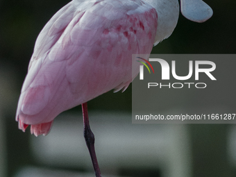 The roseate spoonbill's pink color derives from its diet. Its diet consists of the carotenoid pigment in shellfish, similar to the American...