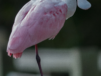 The roseate spoonbill's pink color derives from its diet. Its diet consists of the carotenoid pigment in shellfish, similar to the American...