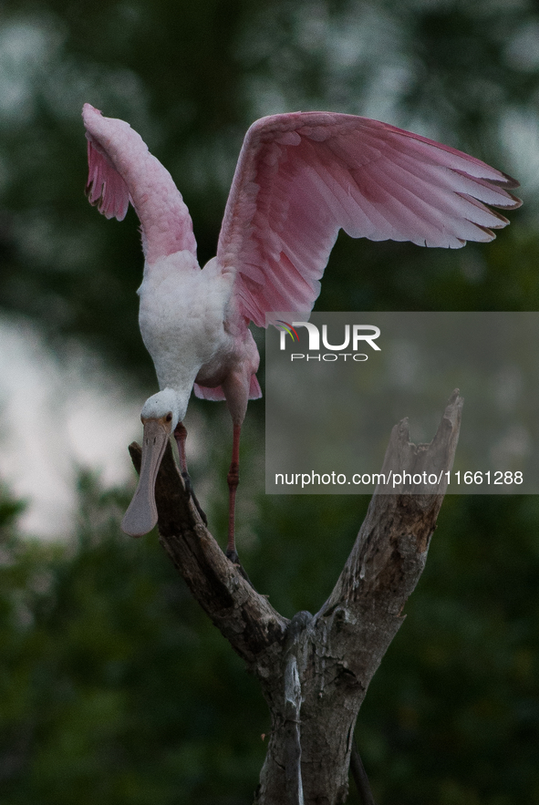 The roseate spoonbill's pink color derives from its diet. Its diet consists of the carotenoid pigment in shellfish, similar to the American...