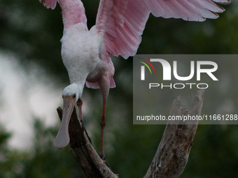 The roseate spoonbill's pink color derives from its diet. Its diet consists of the carotenoid pigment in shellfish, similar to the American...