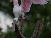 The roseate spoonbill's pink color derives from its diet. Its diet consists of the carotenoid pigment in shellfish, similar to the American...