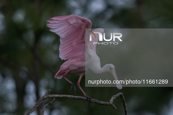 The roseate spoonbill's pink color derives from its diet. Its diet consists of the carotenoid pigment in shellfish, similar to the American...