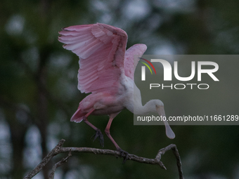 The roseate spoonbill's pink color derives from its diet. Its diet consists of the carotenoid pigment in shellfish, similar to the American...