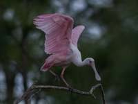 The roseate spoonbill's pink color derives from its diet. Its diet consists of the carotenoid pigment in shellfish, similar to the American...