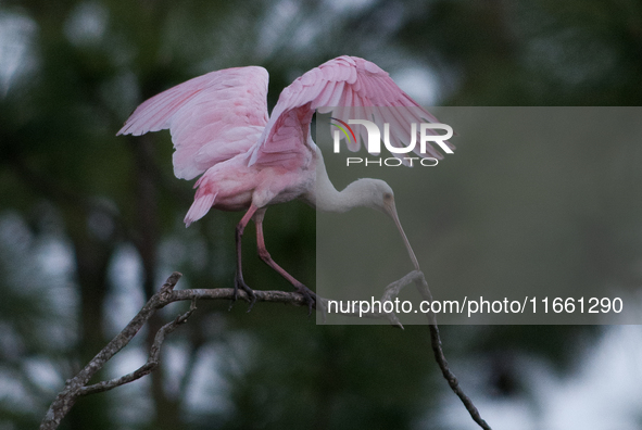 The roseate spoonbill's pink color derives from its diet. Its diet consists of the carotenoid pigment in shellfish, similar to the American...