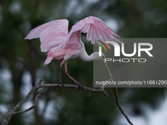 The roseate spoonbill's pink color derives from its diet. Its diet consists of the carotenoid pigment in shellfish, similar to the American...