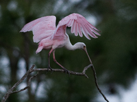 The roseate spoonbill's pink color derives from its diet. Its diet consists of the carotenoid pigment in shellfish, similar to the American...