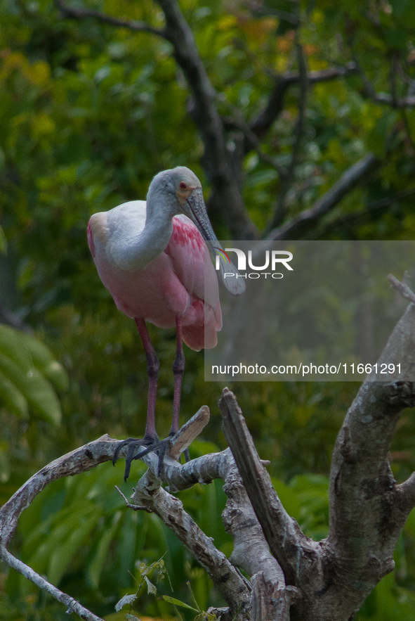 The roseate spoonbill's pink color derives from its diet. Its diet consists of the carotenoid pigment in shellfish, similar to the American...