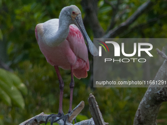 The roseate spoonbill's pink color derives from its diet. Its diet consists of the carotenoid pigment in shellfish, similar to the American...