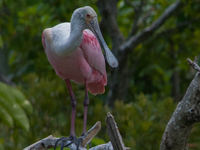 The roseate spoonbill's pink color derives from its diet. Its diet consists of the carotenoid pigment in shellfish, similar to the American...