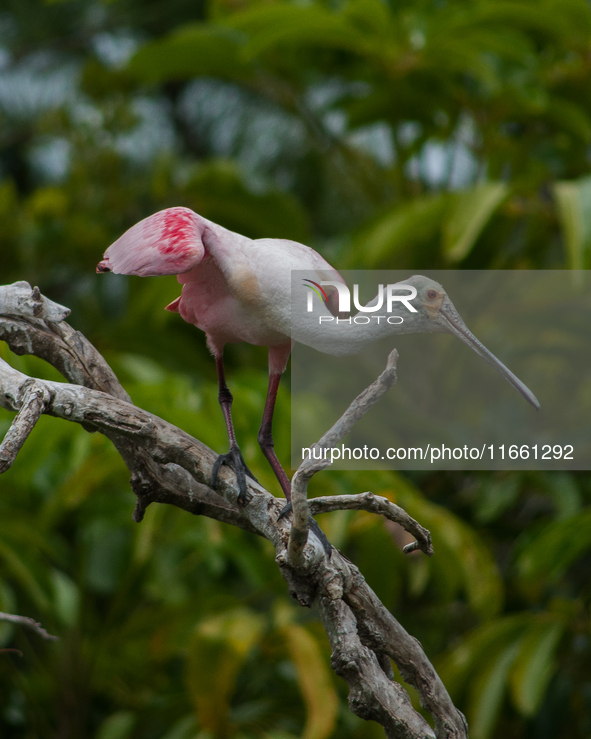 The roseate spoonbill's pink color derives from its diet. Its diet consists of the carotenoid pigment in shellfish, similar to the American...