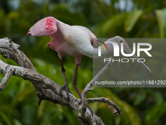 The roseate spoonbill's pink color derives from its diet. Its diet consists of the carotenoid pigment in shellfish, similar to the American...