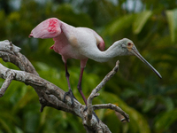 The roseate spoonbill's pink color derives from its diet. Its diet consists of the carotenoid pigment in shellfish, similar to the American...