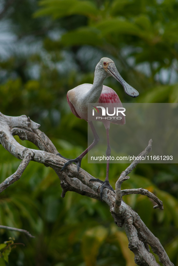 The roseate spoonbill's pink color derives from its diet. Its diet consists of the carotenoid pigment in shellfish, similar to the American...