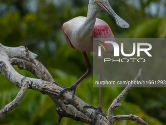 The roseate spoonbill's pink color derives from its diet. Its diet consists of the carotenoid pigment in shellfish, similar to the American...