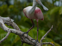 The roseate spoonbill's pink color derives from its diet. Its diet consists of the carotenoid pigment in shellfish, similar to the American...