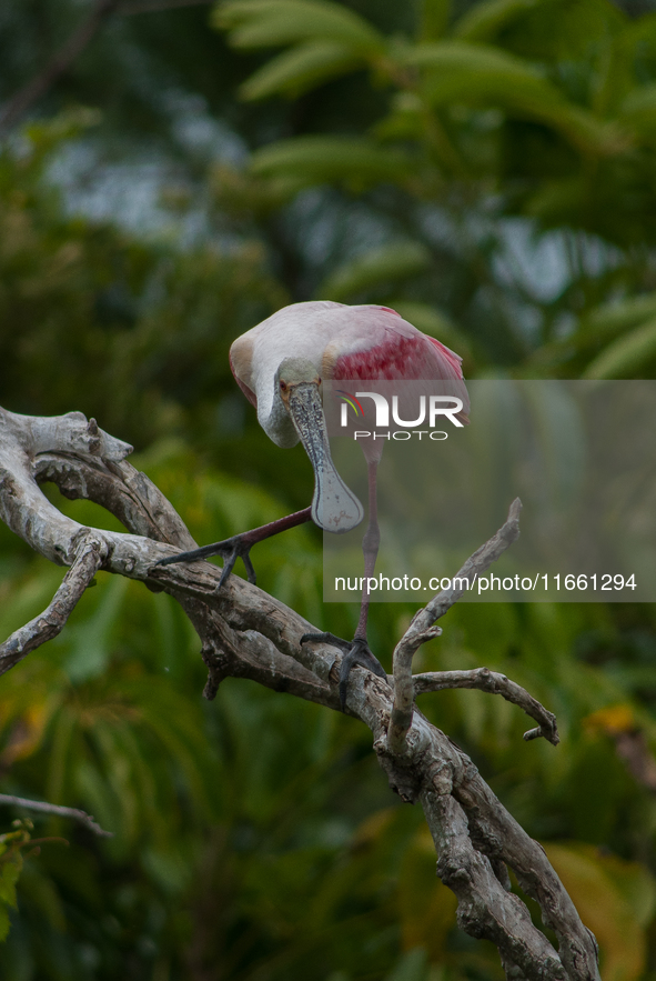 The roseate spoonbill's pink color derives from its diet. Its diet consists of the carotenoid pigment in shellfish, similar to the American...