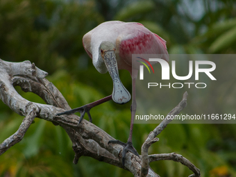 The roseate spoonbill's pink color derives from its diet. Its diet consists of the carotenoid pigment in shellfish, similar to the American...