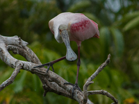 The roseate spoonbill's pink color derives from its diet. Its diet consists of the carotenoid pigment in shellfish, similar to the American...