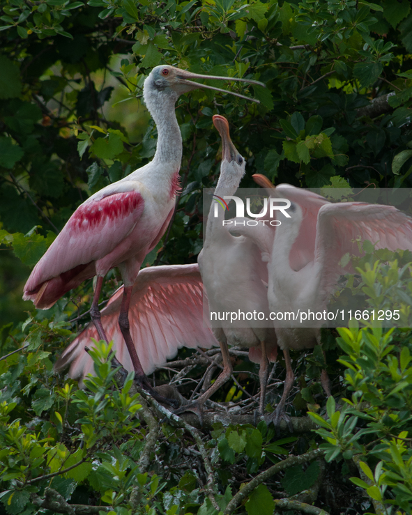 The roseate spoonbill's pink color derives from its diet. Its diet consists of the carotenoid pigment in shellfish, similar to the American...