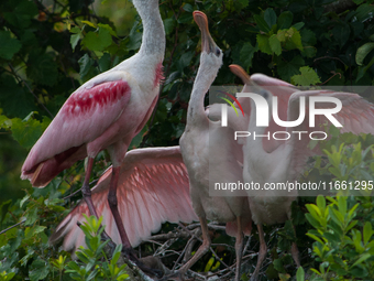 The roseate spoonbill's pink color derives from its diet. Its diet consists of the carotenoid pigment in shellfish, similar to the American...