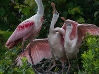 The roseate spoonbill's pink color derives from its diet. Its diet consists of the carotenoid pigment in shellfish, similar to the American...