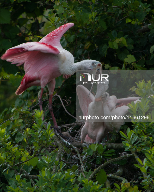 The roseate spoonbill's pink color derives from its diet. Its diet consists of the carotenoid pigment in shellfish, similar to the American...