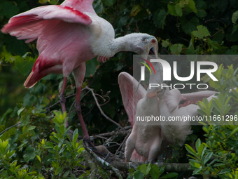 The roseate spoonbill's pink color derives from its diet. Its diet consists of the carotenoid pigment in shellfish, similar to the American...