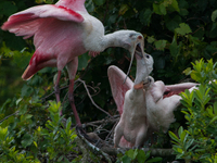 The roseate spoonbill's pink color derives from its diet. Its diet consists of the carotenoid pigment in shellfish, similar to the American...