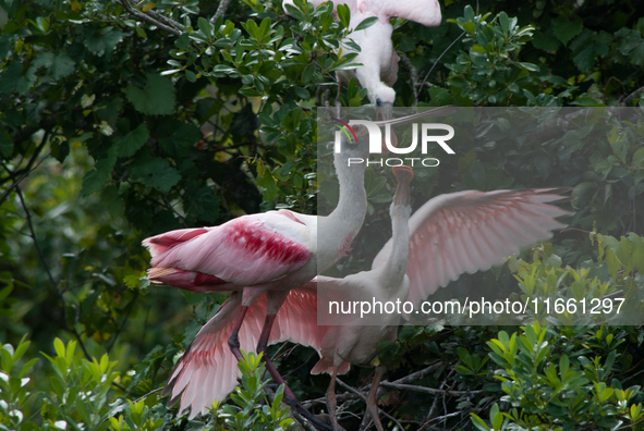 The roseate spoonbill's pink color derives from its diet. Its diet consists of the carotenoid pigment in shellfish, similar to the American...