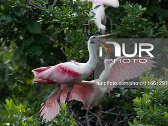 The roseate spoonbill's pink color derives from its diet. Its diet consists of the carotenoid pigment in shellfish, similar to the American...