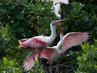 The roseate spoonbill's pink color derives from its diet. Its diet consists of the carotenoid pigment in shellfish, similar to the American...