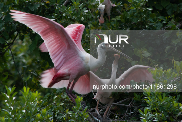 The roseate spoonbill's pink color derives from its diet. Its diet consists of the carotenoid pigment in shellfish, similar to the American...