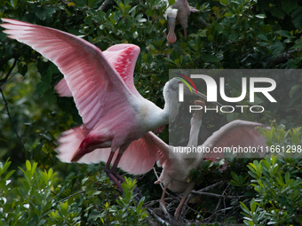 The roseate spoonbill's pink color derives from its diet. Its diet consists of the carotenoid pigment in shellfish, similar to the American...