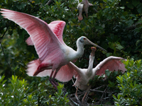 The roseate spoonbill's pink color derives from its diet. Its diet consists of the carotenoid pigment in shellfish, similar to the American...