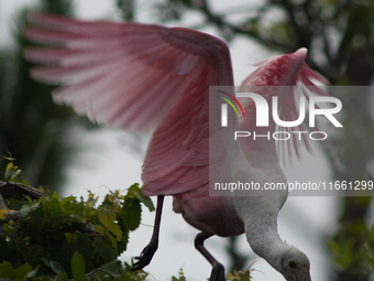 The roseate spoonbill's pink color derives from its diet. Its diet consists of the carotenoid pigment in shellfish, similar to the American...