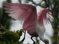 The roseate spoonbill's pink color derives from its diet. Its diet consists of the carotenoid pigment in shellfish, similar to the American...