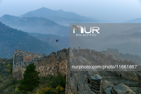 A misty morning mist hangs over the Jinshanling Great Wall in Chengde, China, on October 13, 2024. 