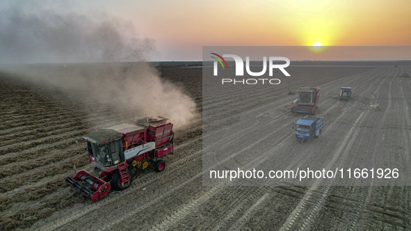 A large peanut harvester harvests dried peanuts at the Yellow River beach in Yongji, China, on October 13, 2024. 