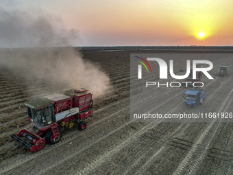 A large peanut harvester harvests dried peanuts at the Yellow River beach in Yongji, China, on October 13, 2024. (