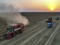 A large peanut harvester harvests dried peanuts at the Yellow River beach in Yongji, China, on October 13, 2024. (