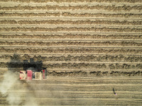 A large peanut harvester harvests dried peanuts at the Yellow River beach in Yongji, China, on October 13, 2024. (